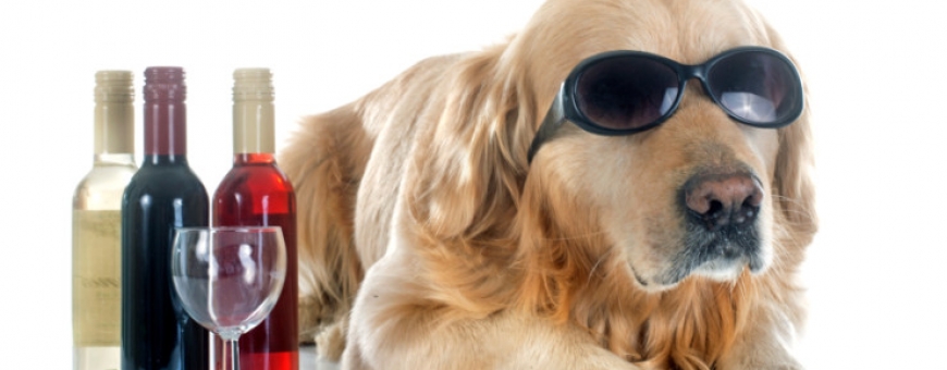 Vinho para compartilhar com seu cão Vinho para compartilhar com seu cão