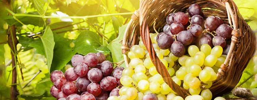 Quantas uvas há no mundo? Quantas uvas há no mundo?