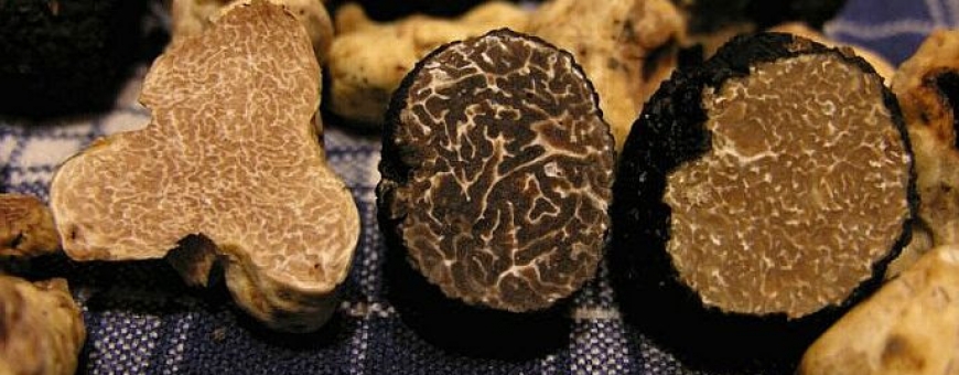 Tartufo ou Trufa, chegou a hora desta iguaria Tartufo ou Trufa, chegou a hora desta iguaria