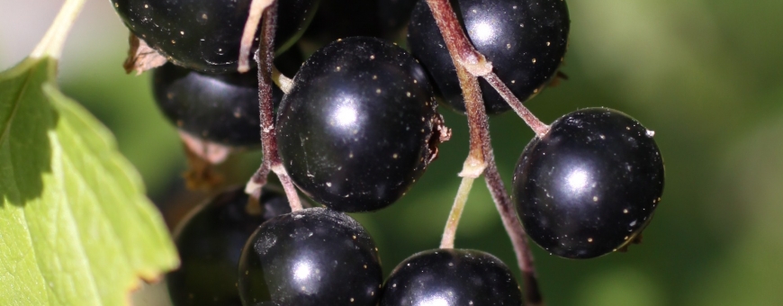 Creme de cassis, deliciosas história e receitas Creme de cassis, deliciosas história e receitas