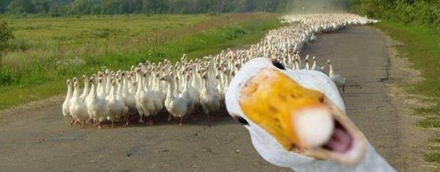 Patos, a solução natural para pragas nos vinhedos Patos, a solução natural para pragas nos vinhedos