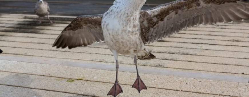 Gaivotas bêbadas intrigam pesquisadores Gaivotas bêbadas intrigam pesquisadores