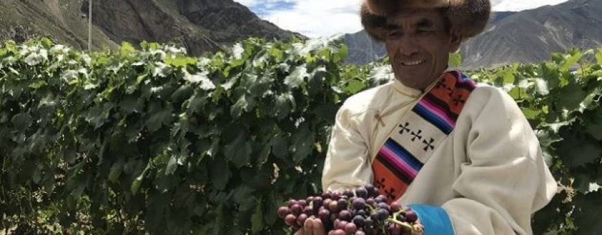 Vinhedo mais alto do mundo fica no Tibete e está no Guinness World Records. Vinhedo mais alto do mundo fica no Tibete e está no Guinness World Records.