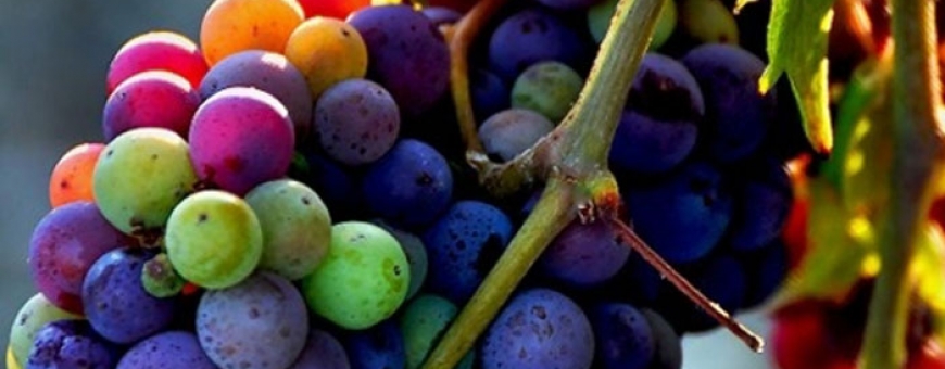 Espumantes e Sucos disparam – Vejam os números da produção brasileira de vinhos 2015 Espumantes e Sucos disparam – Vejam os números da produção brasileira de vinhos 2015