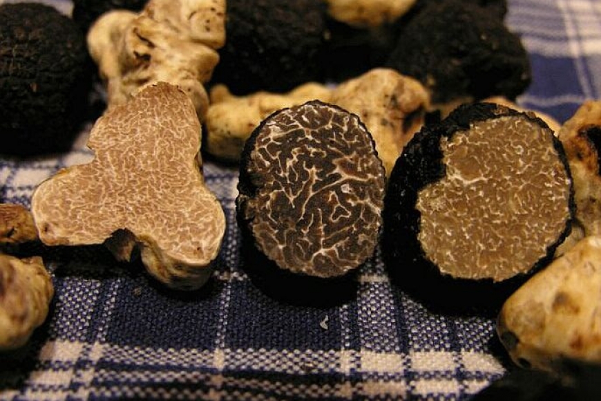 Tartufo ou Trufa, chegou a hora desta iguaria