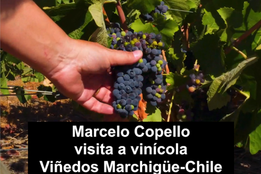 Marcelo Copello visita os vinhedos Marchigue, da vinícola Errazuriz Ovalle, no vale de Colchagua Marcelo Copello visita os vinhedos Marchigue, da vinícola Errazuriz Ovalle, no vale de Colchagua
