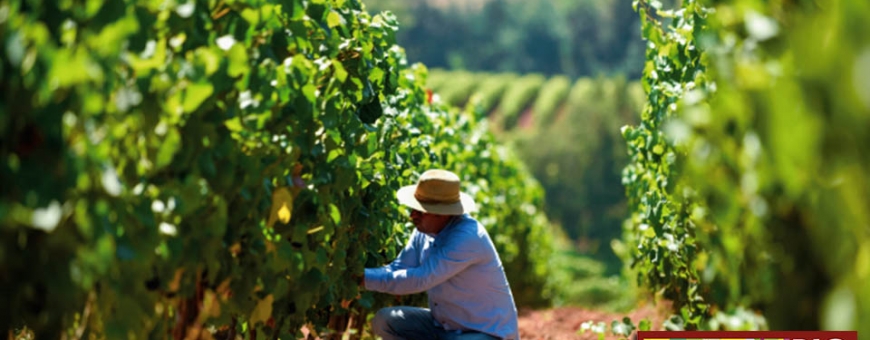 Feira de Colchagua e Master Class de Carménères