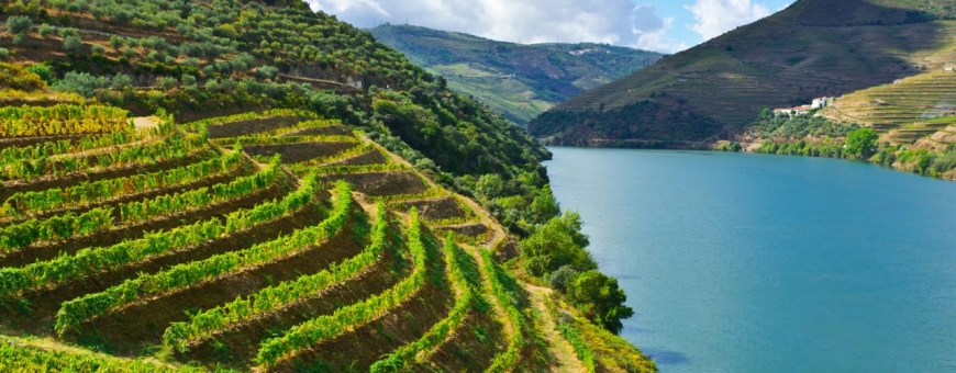 O que é Vinho Verde? Ele tem cor verde?