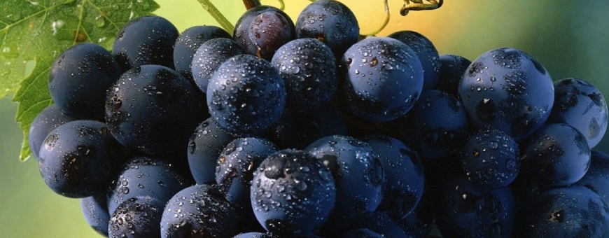 Tempranillo, a grande da Espanha