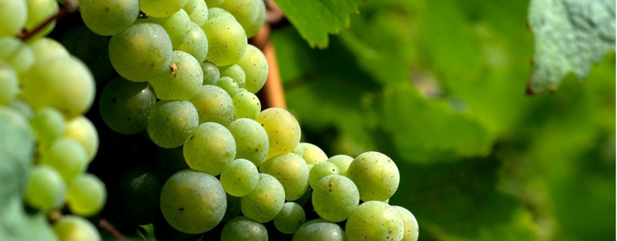 Riesling, a maior uva branca do mundo?