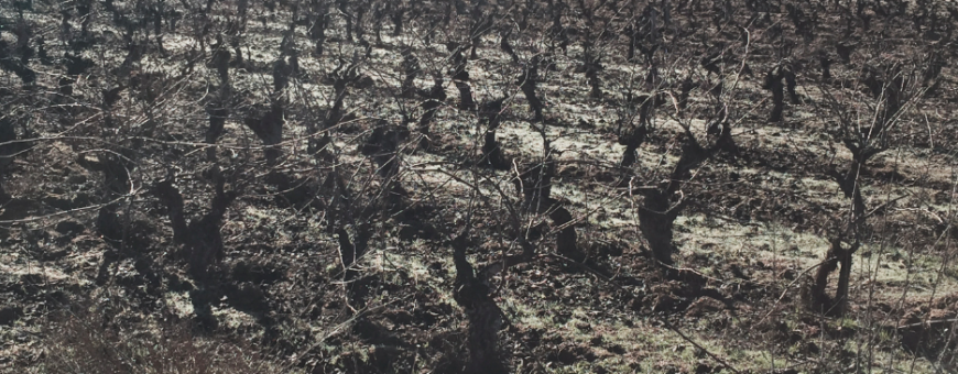 VIGNO - os heróis da Carignan