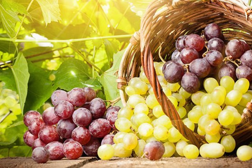 Quantas uvas há no mundo?