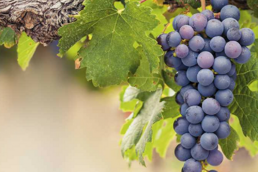 A Tannat e seus taninos