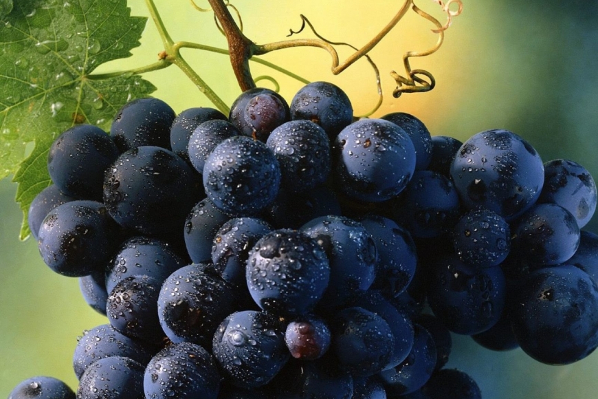 Tempranillo, a grande da Espanha