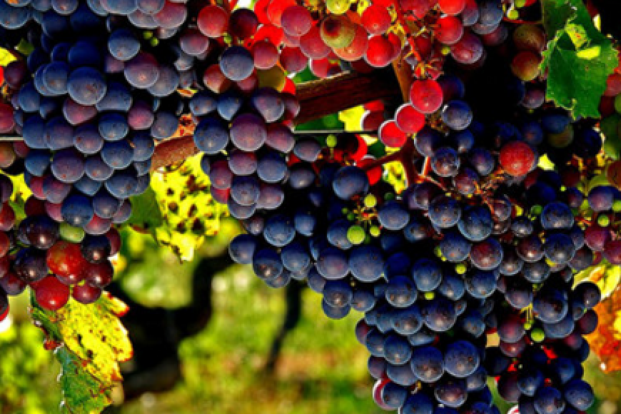 Conheça a Syrah: história, curiosidades e VINHOS!