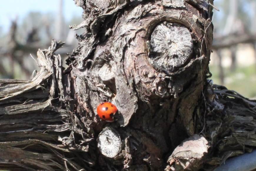 Sustainability in wine, the planet will thank you