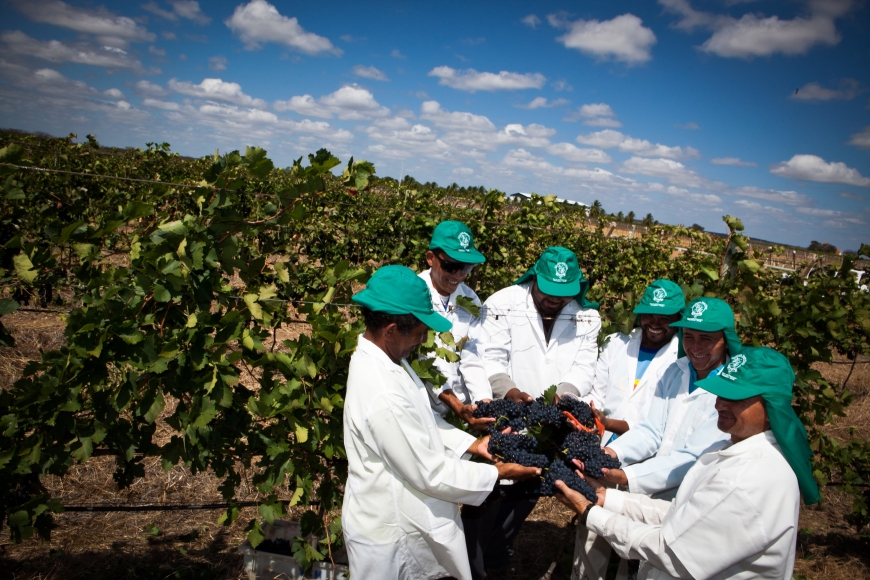 Vale do São Francisco será 1ª Indicação Geográfica do mundo para  VINHOS TROPICAIS