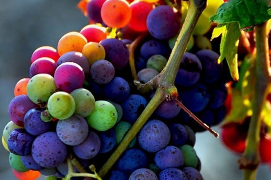 Espumantes e Sucos disparam – Vejam os números da produção brasileira de vinhos 2015