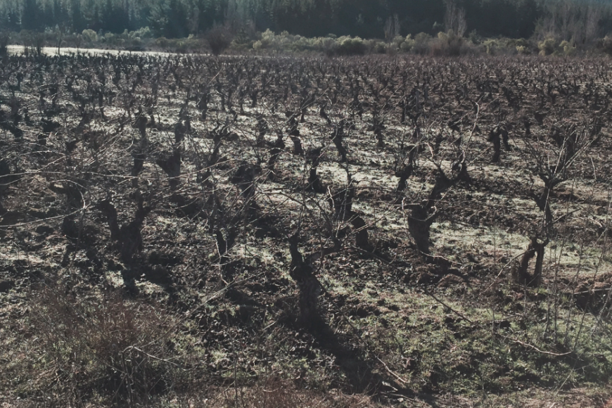 VIGNO - os heróis da Carignan
